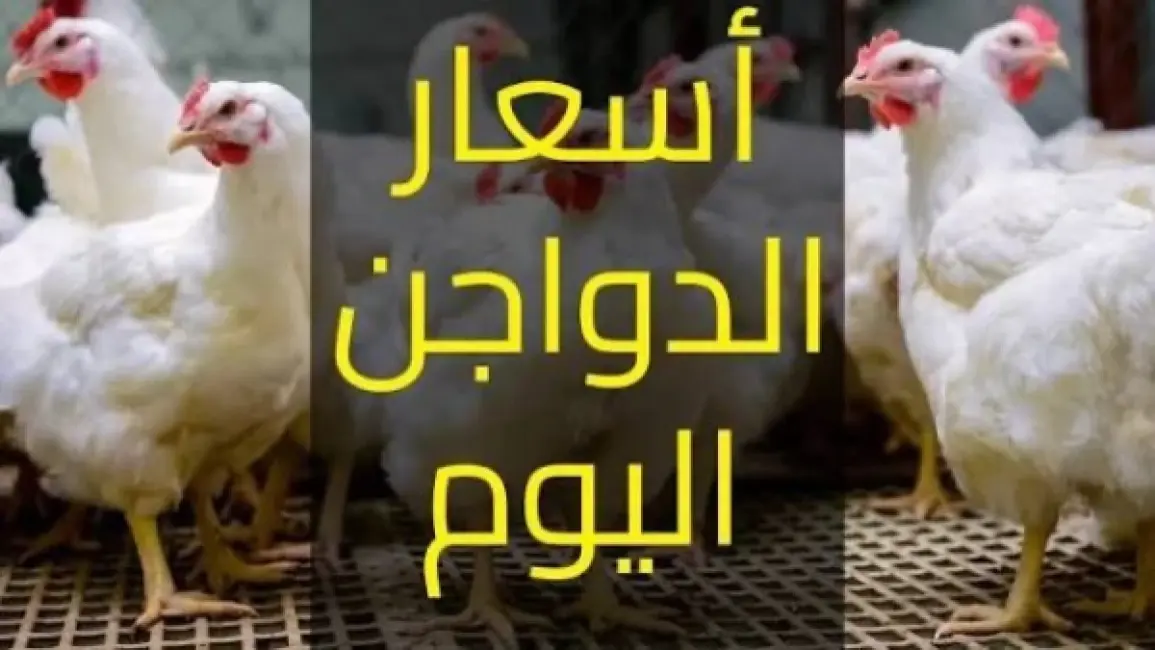 أسعار الدواجن في مصر ترتفع 21.16% منذ يناير 2026 إلى 106.44 جنيه