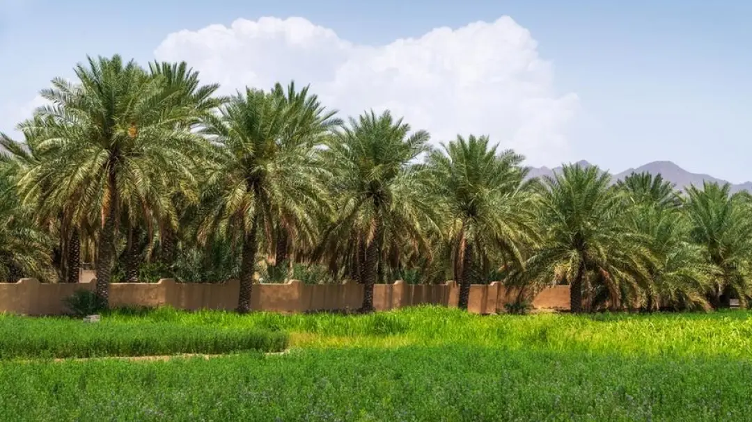 UAE Distributes 1 Million Tree Seedlings to Boost Green Spaces ...