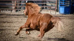غداً قرعة بطولة أدب الخيل ضمن استعدادات مهرجان الشرقية للخيول العربية
