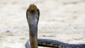 أفعى كوبرا كبيرة الحجم تم تصويرها على شجرة