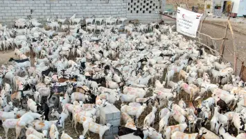 مجلس الإمارات للإفتاء يوضح شروط الأضاحي