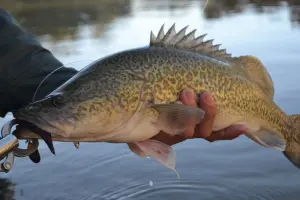 Murray cod Fish