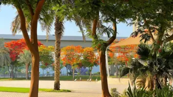 UAE launches initiative to plant 10,000 trees in mosque courtyards