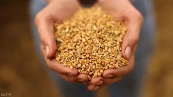 شحنة قمح روسية ثانية تتجه إلى مصر رغم التأخيرات