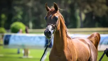 «إتش إم الشاهين» يتوج بلقب البطولة الوطنية للخيول العربية في أبوظبي