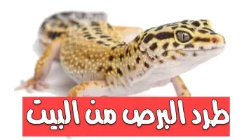 أسباب تدعو لعدم قتل البرص داخل المنزل: تحذير قد يغير رأيك