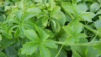 فوائد مذهلة لعشبة "جياوجولان" الخلود وتأثيرها الإيجابي على الصحة والعمر