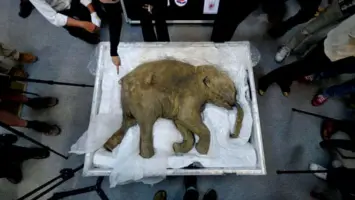 بقايا ماموث عمرها 130 ألف سنة تكشف أسراراً جديدة عن تاريخ الأرض