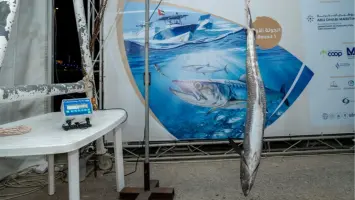 افتتاح بطولة أبوظبي الكبرى لصيد الكنعد وسط مشاركة واسعة