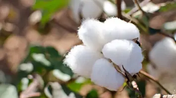 استعادة القطن المصري لمكانته العالمية من خلال توسعات زراعية وتصنيعية