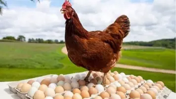 استقرار أسعار الفراخ وانخفاض البيض في أسواق الأقصر اليوم الأحد 20 إبريل 2025