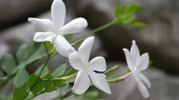 عطور عالمية تستمد عبيرها من الياسمين المصري