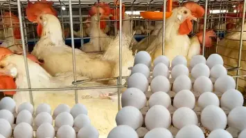 تقرير عن أسعار الدواجن والبيض في الأسواق المصرية اليوم السبت