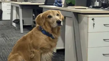 شركة هندية تبتكر بتعيين كلب لتحسين الصحة النفسية للموظفين