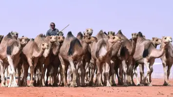 Saudi Arabia to Launch Livestock Sales by Weight Next June