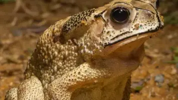 السياحة تتزايد في غابة بورنيو بسبب الضفادع الغريبة