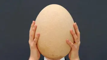 أشهر طهاة بريطانيا يطهون بيضة عملاقة بوزن 7.8 كيلوغرام