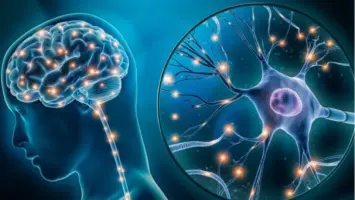 تقنية النانو بأشكال زهرية تعيد الحياة لخلايا الدماغ