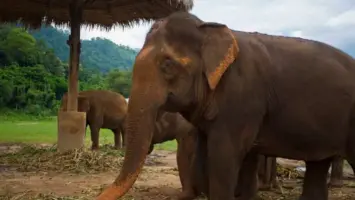 تايلاند تلجأ إلى الفيلة في النزاع الحدودي مع كمبوديا