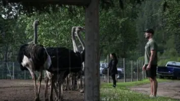 Court Approves Cull of 400 B.C. Ostriches After Avian Flu Outbreak, Farmers Vow to Fight