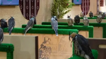 اختتام فعاليات المزاد الدولي لمزارع إنتاج الصقور بالرياض غدًا