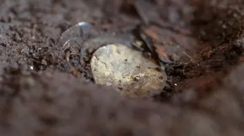 Discovery of Sweden's Largest Silver Treasure Unveiled