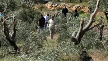 إسرائيل ترحّل أمريكيتين تطوعتا في قطف الزيتون بالضفة الغربية