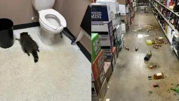 A raccoon that broke into a liquor store and got drunk was found passed out on the floor