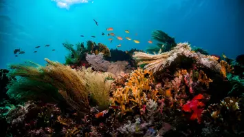 Saudi Arabia imposes 10-year jail, SR30m fine for marine environment tampering