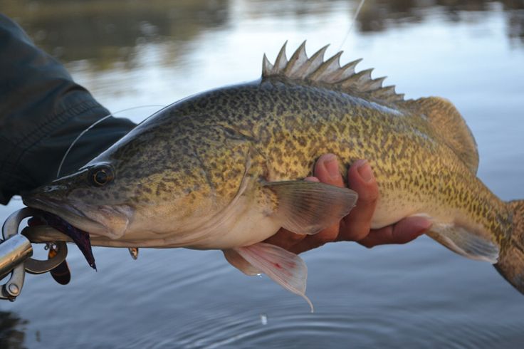 Murray cod Fish
