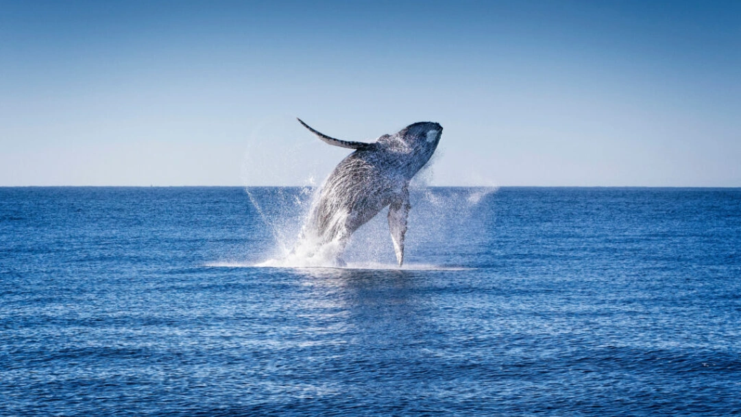 Whale and dolphin migration is disrupted by climate change