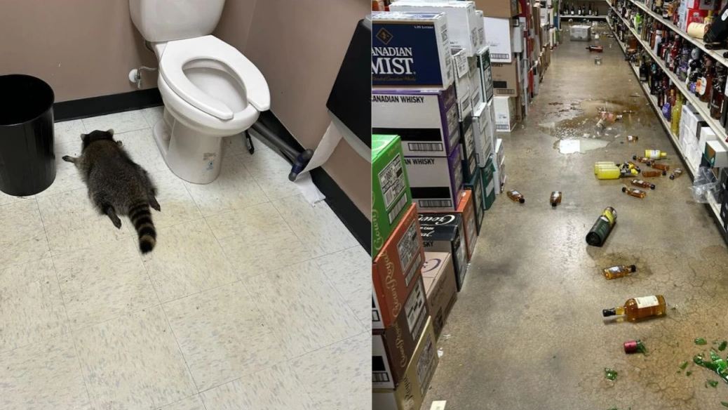 A raccoon that broke into a liquor store and got drunk was found passed out on the floor