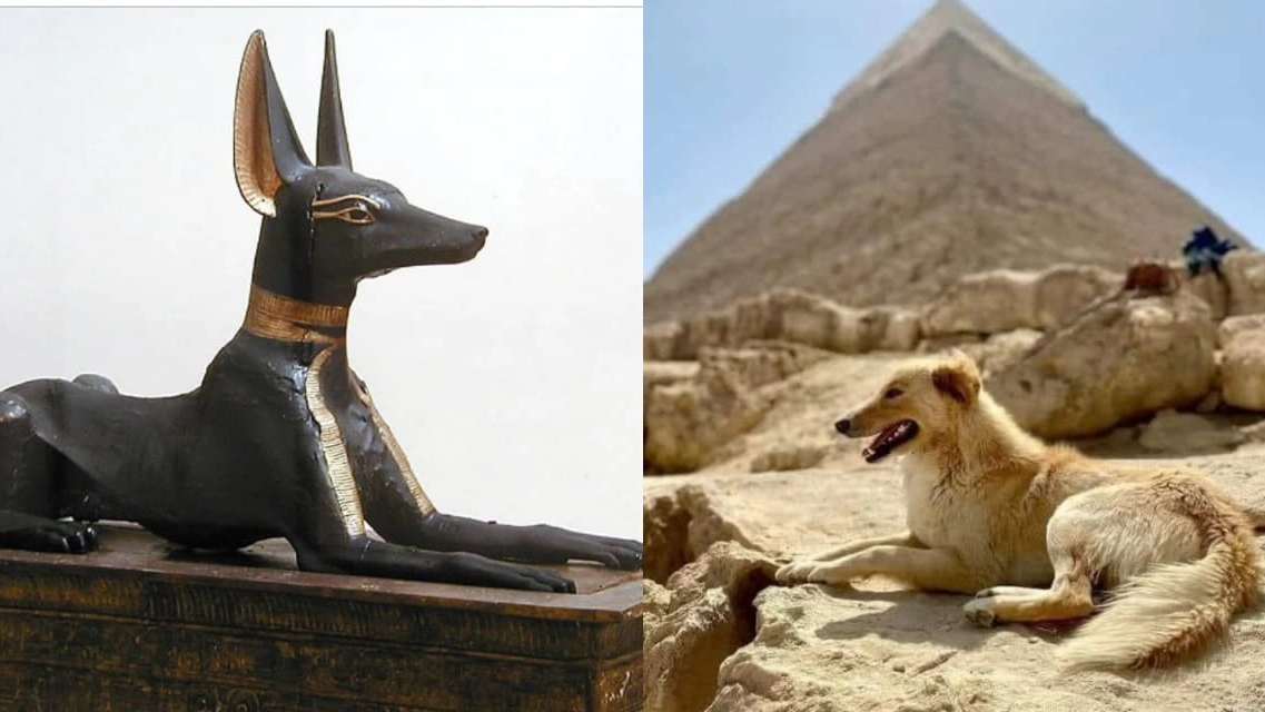 تنشيط مجاني للسياحة.. قصة الكلب المصري الذي لفت أنظار العالم
