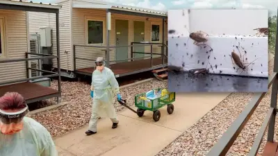 Massive Movement Restrictions Imposed Due to "Destructive Invasive Pest" Crisis