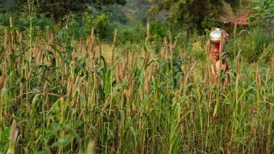 حبوب الدُّخن الطبيعية