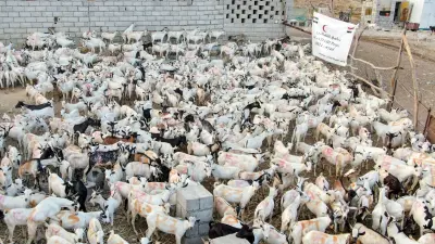 مجلس الإمارات للإفتاء يوضح شروط الأضاحي