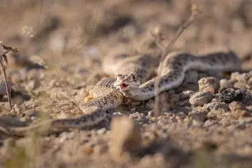 ثعبان المويلا ابو العيون
