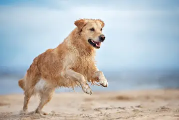 dogs