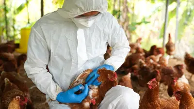 bird flu