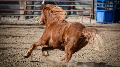 القرعة العلنية لبطولة أدب الخيل تُقام في نادي الصفوة بمدينة العاشر من رمضان.