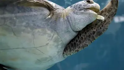 Nesting turtles at Oman's Ras Al Hadd Turtle Reserve