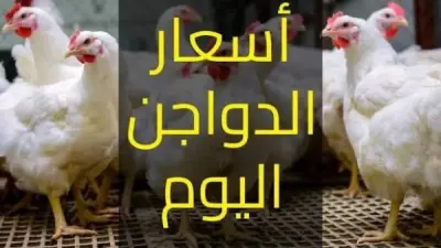 أرتفاع سعر الدواجن في مصر