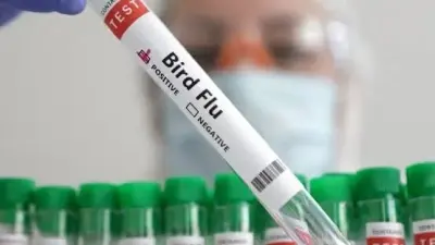 جزيرة ماكواري الأسترالية في سياق رصد فيروس H5N1