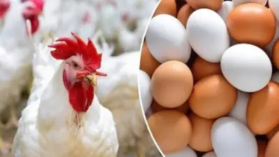 أسعار الدواجن والبيض في الأسواق اليوم الأربعاء 21-10