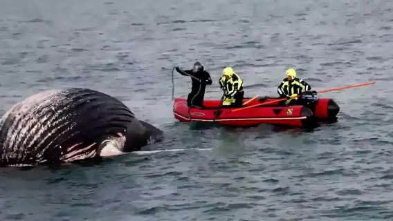 whale carcass