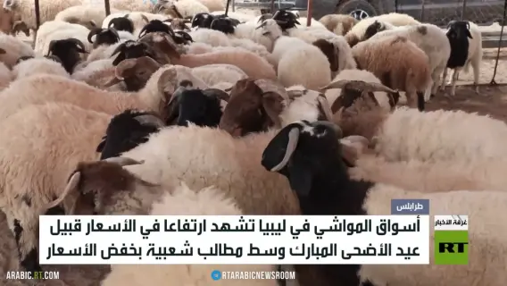 أسواق المواشي في ليبيا وارتفاع أسعار الأضاحي
