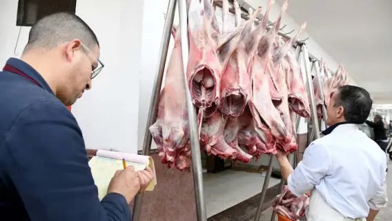 مقاصب الأضاحي في عجمان