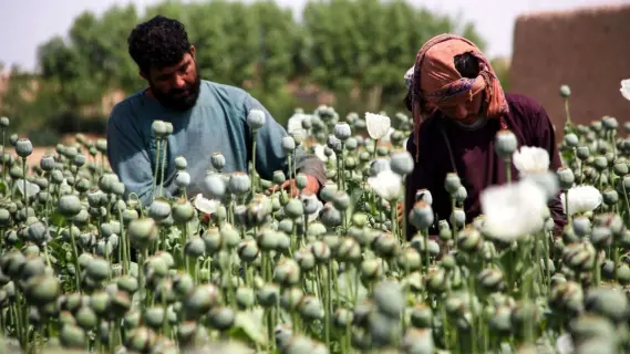 ازدهار زراعة الخشخاش في أفغانستان بعد عامين من الحظر