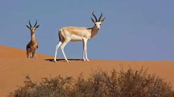 Saudi Arabia Reintroduces 80 Endangered Animals into Royal Reserve