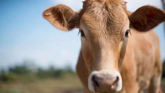 Indian State Bans Public Consumption of Beef in New Law